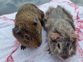 2 young boars