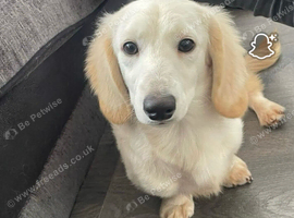 ARLO longhaired cream boy