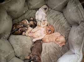 Maltipoo