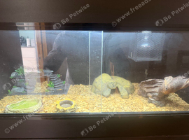 4 year old fat tailed gecko and vivarium