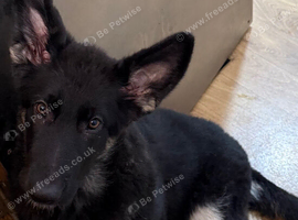 Last girl kcreg reduced further to sell from health tested parents
