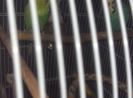 Budgies for sale