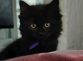 Ragdoll X Maincoone kittens