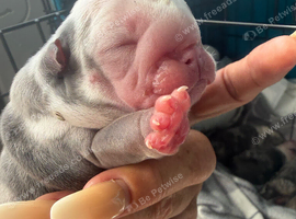 Puppy English bullsogs