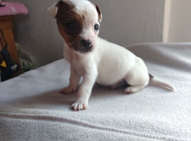 Jack Russell puppies
