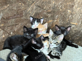 Kittens for sale
