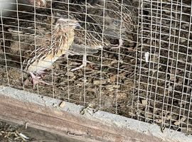 Male japenese quail