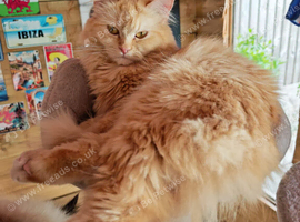 Persian x ragdoll