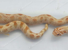 2024 Toffeeconda Female (Pet only)