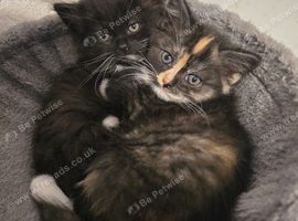 Maine coon cross domestic Short hair