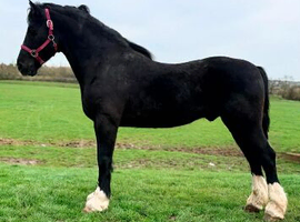 15.2 Welsh d gelding true family horse