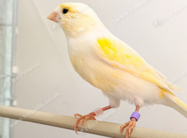 2025 yellow dimorphic hen