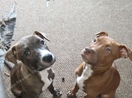 Beautiful Mixed Breed Puppies - only 2 girls left