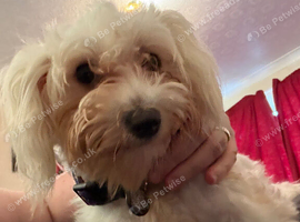 Anna bichon frise