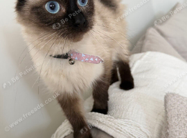 Female ragdoll