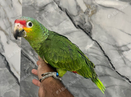 Baby Hand-Rearing Super Tame Cuddly Red Lord Amazon Parrot
