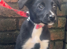 Female lab cross collie