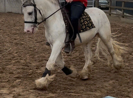 12.2 mini cob