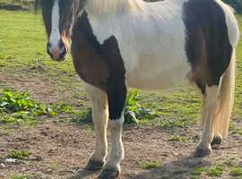 Fun Cob gelding for sale
