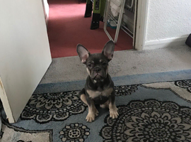 Female French Bulldog