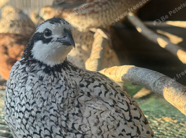 Bobwhite Quail Pairs For Sale Varying Colours