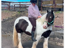 14.2hh cob