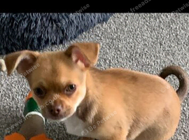 Chihuahua little boy