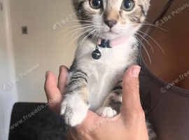 11 week old female kitten