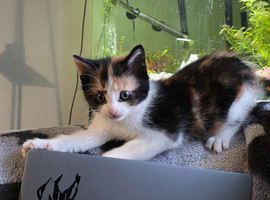 Ragdoll cross kittens