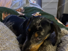 11 months old dachshund boy