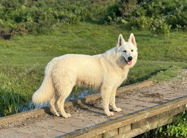 Proven - White German Shepherd Dog - at Stud