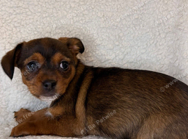 Last Girl Jack Russell x Terrier