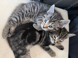 2 boy tabby&rsquo;s