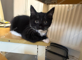 3 tuxedo kittys left!