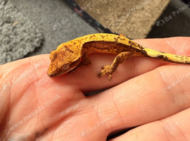 Baby crested geckos