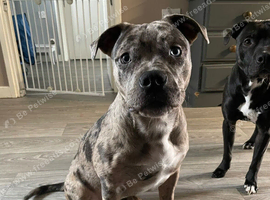 2 year old ghost tri merle pocket bully cross