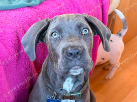STUNNING BLUE & WHITE CANE CORSO PUPPY
