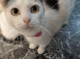 Kittens for homes