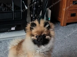 Pomeranian (sable) puppy