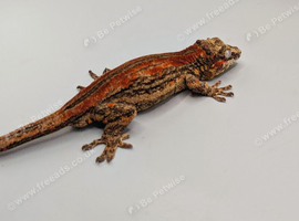 Proven male Red Stripe Gargoyle Gecko CB24