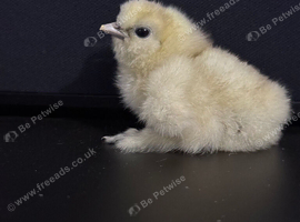 Chicks