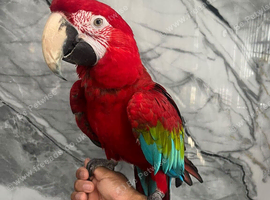 Stunning Hand Tame Talking Lovely Greenwing Macaw Parrot,22