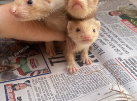 ferret kits