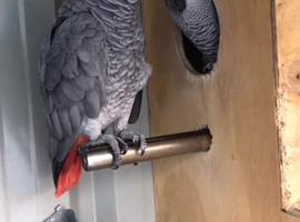 African grey pair