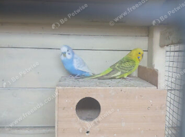 Pairs of budgies