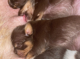 puppies