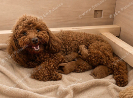 Exceptional Deep Red Toy Poodle Puppies