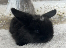 Pure Bred (5w old) Mini Lop Babies