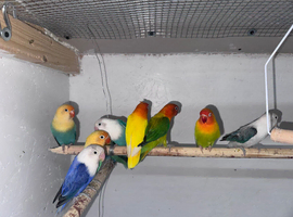 Mutation Love Bird for Sale