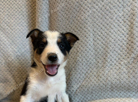 border collie puppies for sale